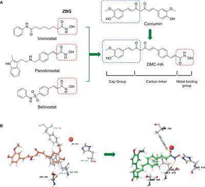 A Novel Hydroxamic Acid-Based Curcumin Derivative as Potent Histone Deacetylase Inhibitor for the Treatment of Glioblastoma